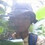 Maning_Sambale