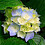 zx_lim